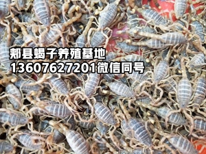 <b>蝎子多少钱一斤，2026-8-17蝎子市场价格行情</b>
