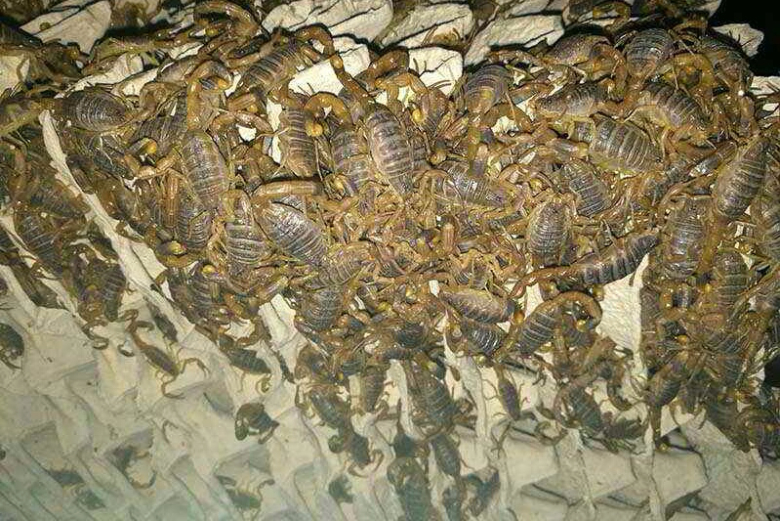 新手养殖蝎子蝎子容易死亡的原因大全