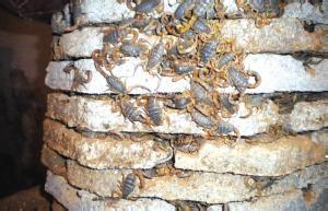 <b>蝎子的常见病态有哪些，蝎子养殖方法总结  </b>