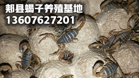 <b>蝎子养殖模式，室内恒温养蝎没有规模化蝎子养殖的原因</b>