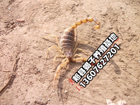 <b>蝎子养殖前景分析，清水蝎子是什么意思  </b>