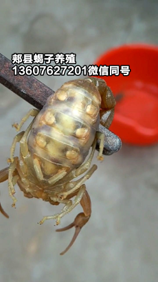 <b>家里养殖蝎子的技术方法蝎子养殖经验野生蝎子养不活</b>