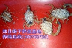 <b>家养品种的蝎子就是家养蝎专门用于人工饲养的野生蝎子养不活</b>
