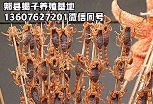 <b>2024野生蝎子价格多少钱一斤养蝎子回收的套路是什么哪里有收蝎子的市场电话</b>