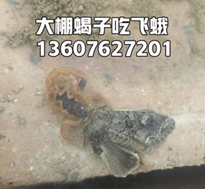 <b>蝎子养殖成功了不代表赚钱了，淘汰单体蜕皮盘蜕皮技术方法</b>