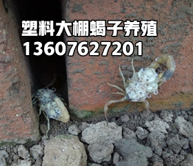 <b>蝎子养殖成功了不代表挣钱了，淘汰落后的单体蜕皮盘蜕皮技术</b>