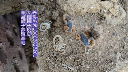 <b>为何要淘汰单体蜕皮盘蜕皮技术采用群繁群蜕蝎子养殖技术方法</b>