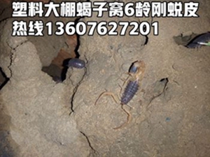 <b>养殖蝎子切忌使用蝎子蜕皮素，淘汰单体蜕皮盘蜕皮技术</b>