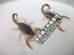 <b>2025年8月11号蝎子价格行情多少钱一斤</b>