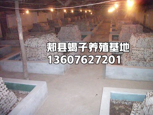<b>成功蝎子养殖的五个条件</b>