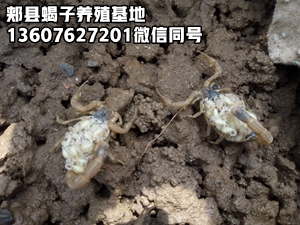 <b>我国蝎子养殖行业现状及发展趋势</b>