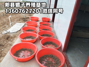 <b>2025年8月13号最新蝎子市场价格多少钱一斤</b>