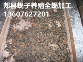 <b>蝎子的销路在哪里，蝎子市场需求大吗</b>