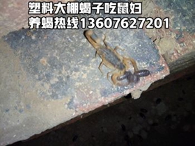 <b>蝎子吃的食物营养与生长关系蝎子养殖基本常识</b>