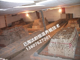<b>蝎子养殖经验怎么饲养全蝎郏县蝎子养殖技术经验分享</b>