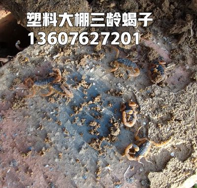 <b>人工养蝎子需要什么条件养蝎子怎么养蝎子的注意事项介绍</b>