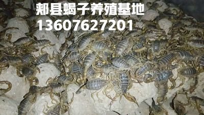<b>2025年8月17号最新蝎子生产价格行情多少钱一斤商品蝎</b>