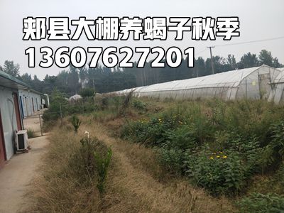 <b>蝎子养殖常识家养蝎子养殖技巧养蝎子的最简单方法</b>