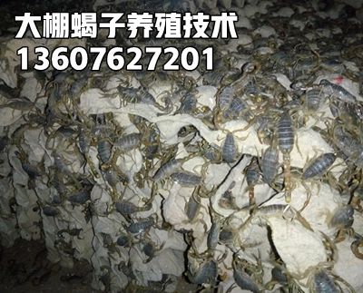 <b>2025年8月18日蝎子价格行情全蝎市场价格播报蝎子养殖的真实现状</b>
