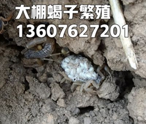 <b>淘汰单体蜕皮繁殖技术势在必行采用群养群蜕方法势不可挡蝎子养殖最新方法</b>