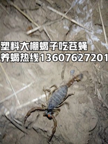 <b>2025年8月20号蝎子价格多少钱一斤</b>