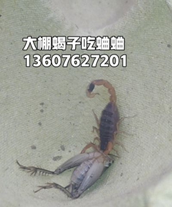 <b>塑料大棚蝎子养殖怎么捕捉逮出来？这里养蝎50亩地80个养蝎大棚</b>