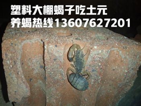 <b>塑料大棚蝎子养殖技术U盘展示养蝎子能挣钱吗养蝎子怎么养蝎子最新的养殖方</b>