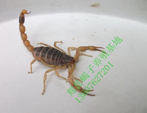 <b>家养品种的种蝎子孕蝎专门用于人工饲养的蝎子视频郏县蝎子养殖场基地</b>