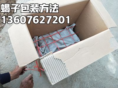 <b>幼蝎饲养技术蝎子养殖基地分享蝎子的养殖经验蝎子养殖过程视频</b>