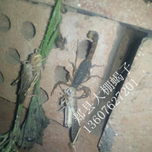 <b>废除单体产子蜕皮技术势不可挡，采用集体群繁群蜕蝎子养殖方法势在必行</b>