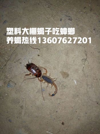 <b>幼蝎和青年蝎吃什么？新手养殖蝎子养殖蝎子的忠告蝎子养殖的真实现状</b>