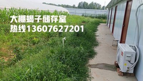 <b>塑料大棚蝎子养殖技术与室内温室恒温蝎子养殖方法相比的优势蝎子养殖技术完</b>