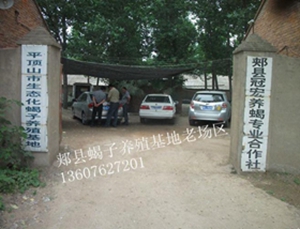 <b>蝎子养殖常识在家怎么养蝎子</b>