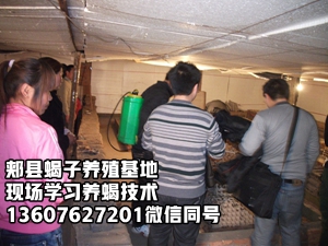 <b>蝎子养殖大王陈超峰揭穿蝎子养殖骗局(第一集）蝎子养殖技术专家陈超峰直播</b>