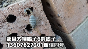 <b>家庭养蝎子的饲养方法和技术养殖蝎子的全过程养蝎子投资和利润多少蝎子养殖</b>