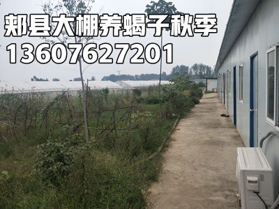 <b>蝎子养殖大王陈超峰揭穿蝎子养殖骗局(第五集）新手蝎子养殖必看养蝎技术经</b>