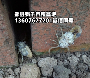 <b>采用单杯产子养蝎子势在必行，采用集体群繁势不可挡，单体养蝎谁发财了</b>