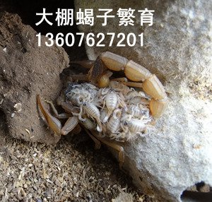 <b>淘汰单体蜕皮技术和单杯产子方法势在必行采用集体群繁群蜕蝎子养殖势不可挡</b>