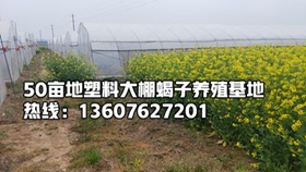 <b>颠覆老式传统蝎子养殖技术之生态化塑料大棚蝎子养殖新型蝎子养殖技术视频方</b>
