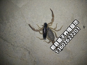 <b>蝎子不吃虫子的原因是什么？蝎子很瘦是什么原因？</b>
