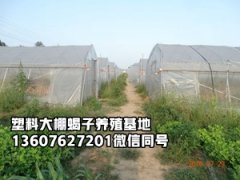 <b>废除单杯产子单体蜕皮技术势在必行采用群产群蜕方法势不可挡，塑料大棚蝎子</b>