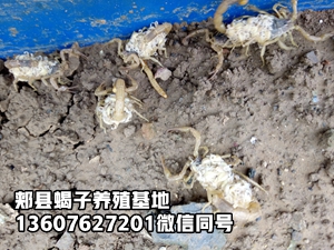 <b>淘汰室内单产单体养蝎技术是趋势，采用塑料大棚蝎子养殖群产群蜕是必然</b>