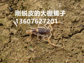 <b>为什么采用塑料大棚蝎子养殖技术方法淘汰室内单杯繁殖单体蜕皮模式</b>