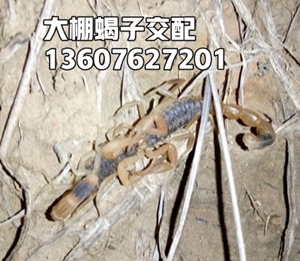 <b> 蝎子怎么吃食物，野生蝎子养殖技术蝎子怎么交尾？养蝎子怎么养365蝎子养殖</b>