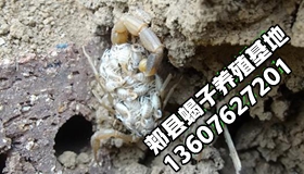 <strong>“傻瓜养蝎法”就是淘汰单杯产子单体蜕皮人海战术采用群产群蜕最新蝎子养殖</strong>