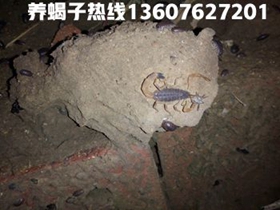 <strong>五龄蝎子马上转六龄了未成年蝎子养殖技术前景技巧视频</strong>