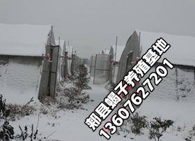 <b>露天散养蝎子养殖经验塑料大棚蝎子养殖方法</b>