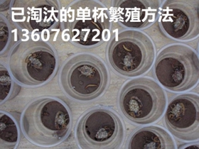 <b>“傻瓜养蝎法”淘汰单杯产子单体蜕皮采用群蜕群繁最新蝎子养殖技术</b>