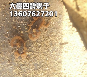 <b>蝎子养殖房饲养蝎子技巧方法河南养蝎子第一村养殖蝎子有销路吗养蝎子的十大</b>