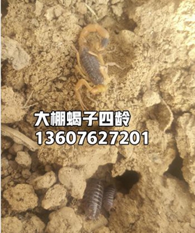 <b> 蝎子养殖技术技巧，养蝎子的经验方法河南郏县蝎子养殖基地</b>